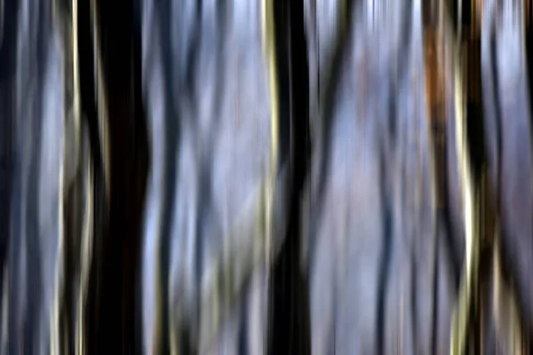 Ormandaki ağaçların soyut hareket bulanıklığı — Stok fotoğraf