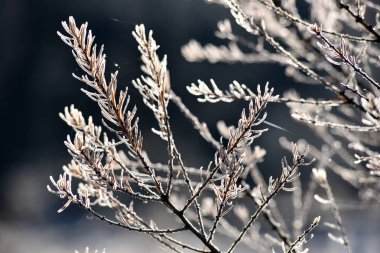 ağaç dalı hoarfrost ile kaplı