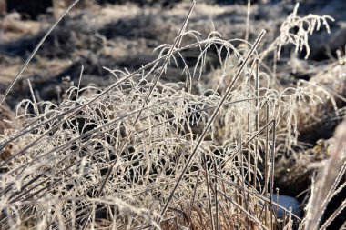 çimenlerin üzerinde hoarfrost