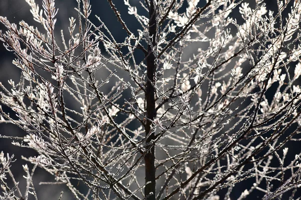 Ağaç dalı hoarfrost ile kaplı — Stok fotoğraf