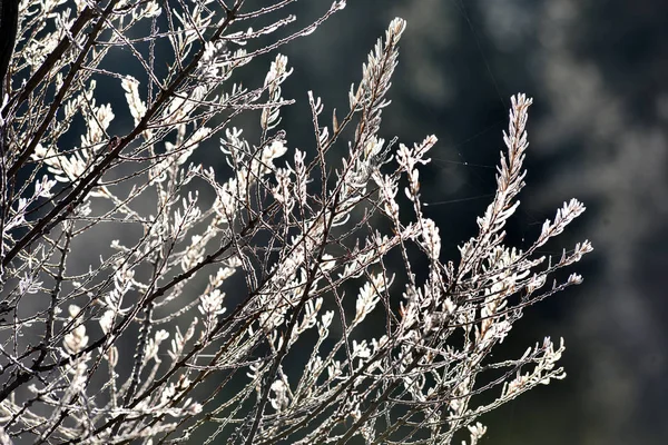 Tree branch covered with hoarfrost — Stock Photo, Image