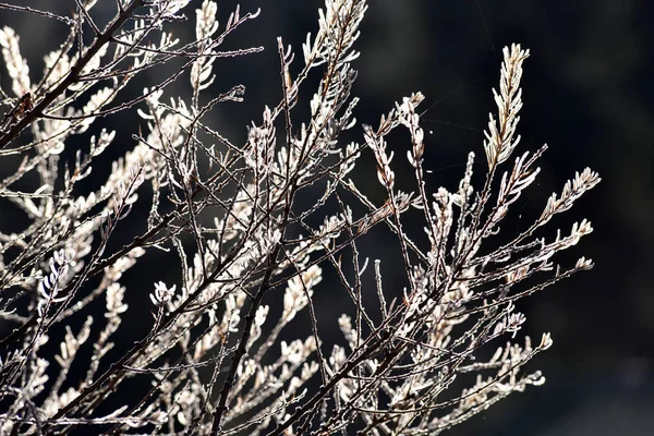 Tree branch covered with hoarfrost — Stock Photo, Image