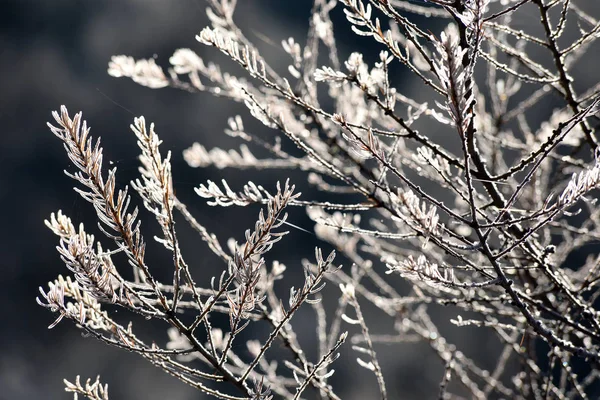Tree branch covered with hoarfrost — Stock Photo, Image
