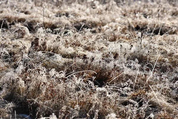 Hoarfrost en la hierba —  Fotos de Stock
