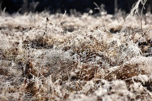 Çimenlerin üzerinde hoarfrost — Stok fotoğraf