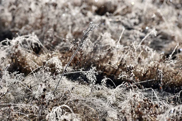 Rijm op gras — Stockfoto