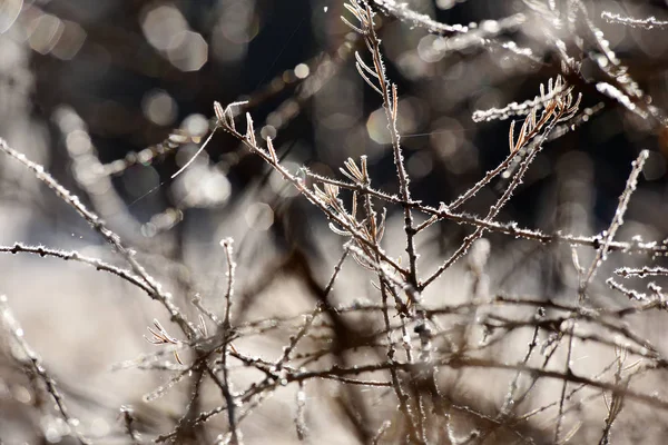 Ağaç dalı hoarfrost ile kaplı — Stok fotoğraf