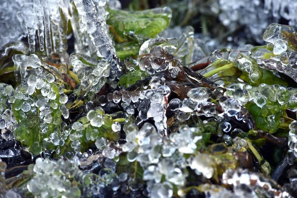 Cristales de hielo abstractos en plantas congeladas — Foto de Stock