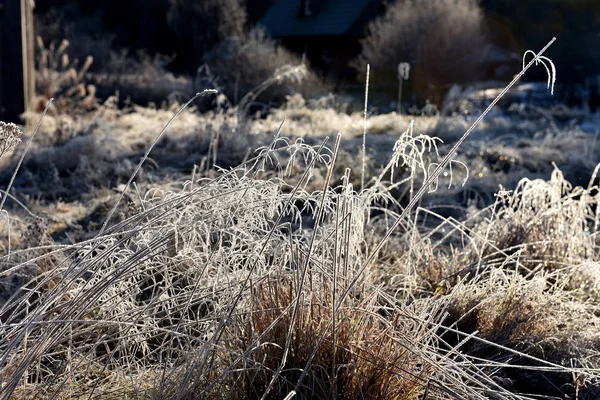 Hoarfrost sull'erba — Foto Stock