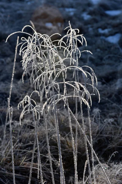 Çimenlerin üzerinde hoarfrost — Stok fotoğraf