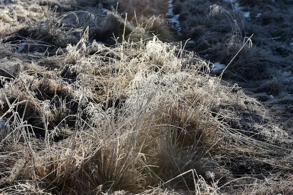 Hoarfrost na grama — Fotografia de Stock