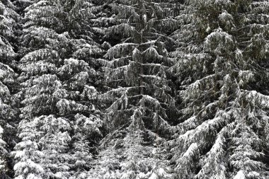 Dağlardaki kış ağaçları taze karla kaplıdır.