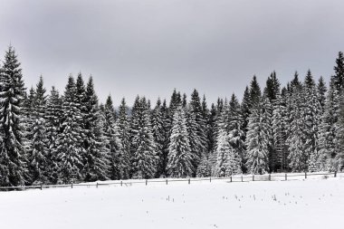 Kış dağ orman landscpae