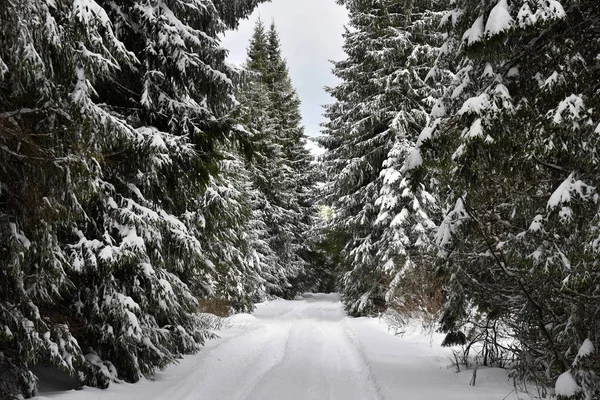 Zimní horské lesní landscpae — Stock fotografie