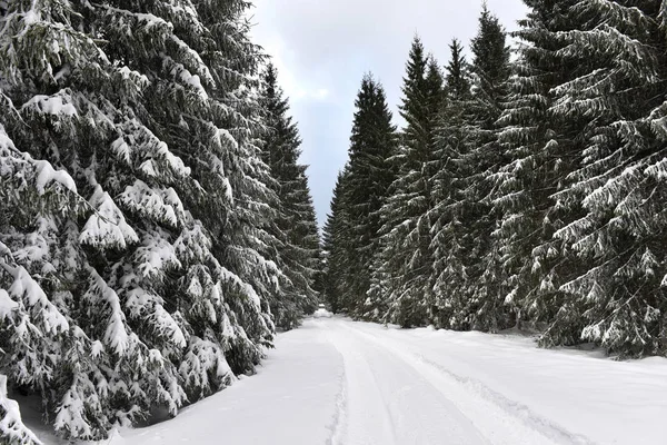 Inverno floresta montanhosa landscpae — Fotografia de Stock