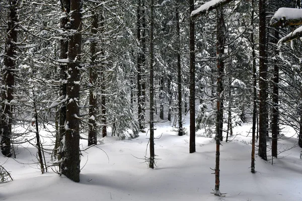 Winter berg bos landscpae — Stockfoto