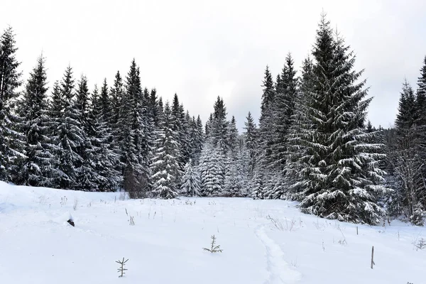 Paesaggio forestale montano invernale — Foto Stock