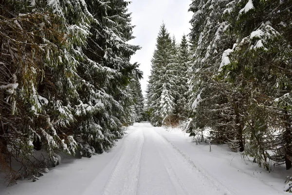 Inverno floresta montanhosa landscpae — Fotografia de Stock