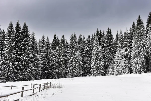 Zimní horské lesní landscpae — Stock fotografie