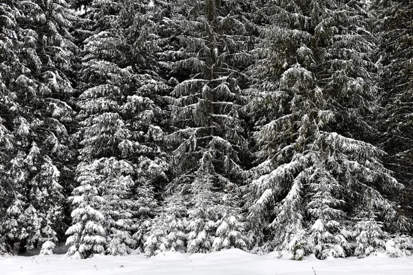 Árboles de invierno cubiertos de nieve fresca en las montañas —  Fotos de Stock