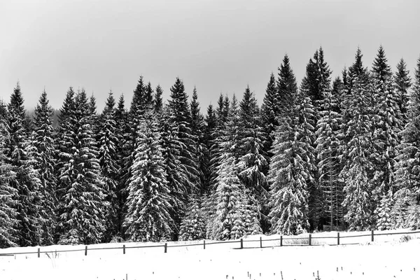 Winter berg bos landscpae — Stockfoto