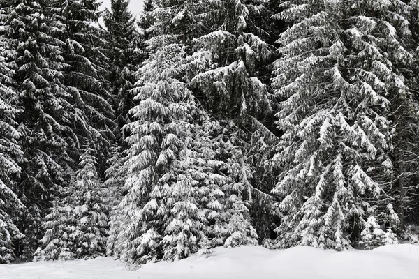 Winterbäume in schneebedeckten Bergen — Stockfoto