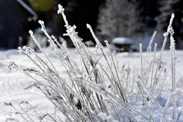 Hoarfrost on grass. Rime on grass — Stock Photo, Image