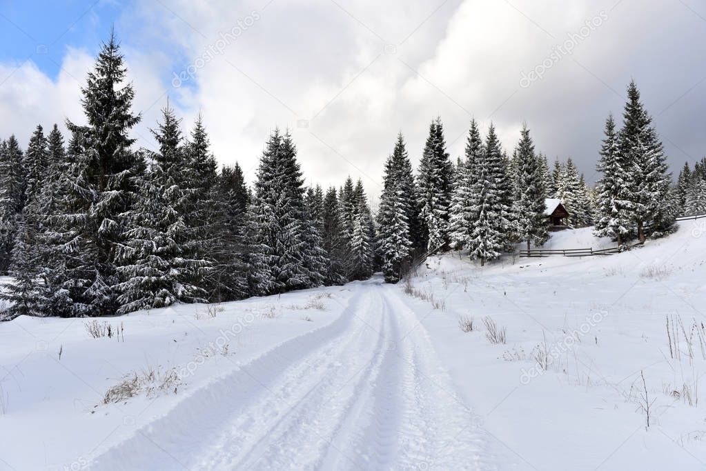 Winter mountain forest landscpae