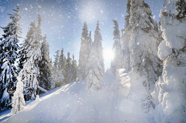 Fond avec des sapins neigeux dans les montagnes. Conc de Noël — Photo