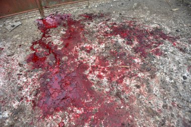 Bloody red snow after a pig cutting clipart