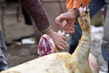Slaughterman domuz bacaklarını kesiyor