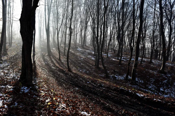 Nebel im Wald — Stockfoto