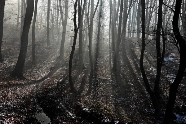 Nebel im Wald — Stockfoto