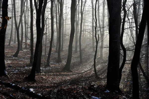 Nebel im Wald — Stockfoto