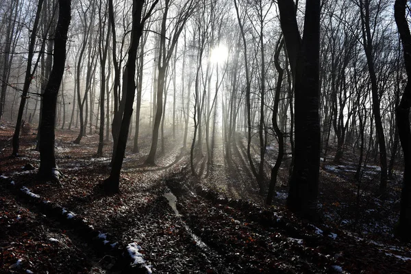Niebla en el bosque —  Fotos de Stock