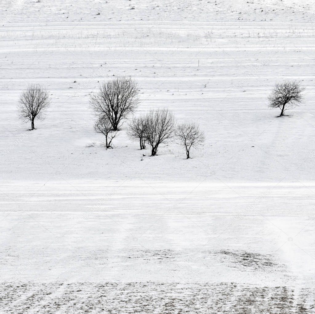 Winter field with lonely trees