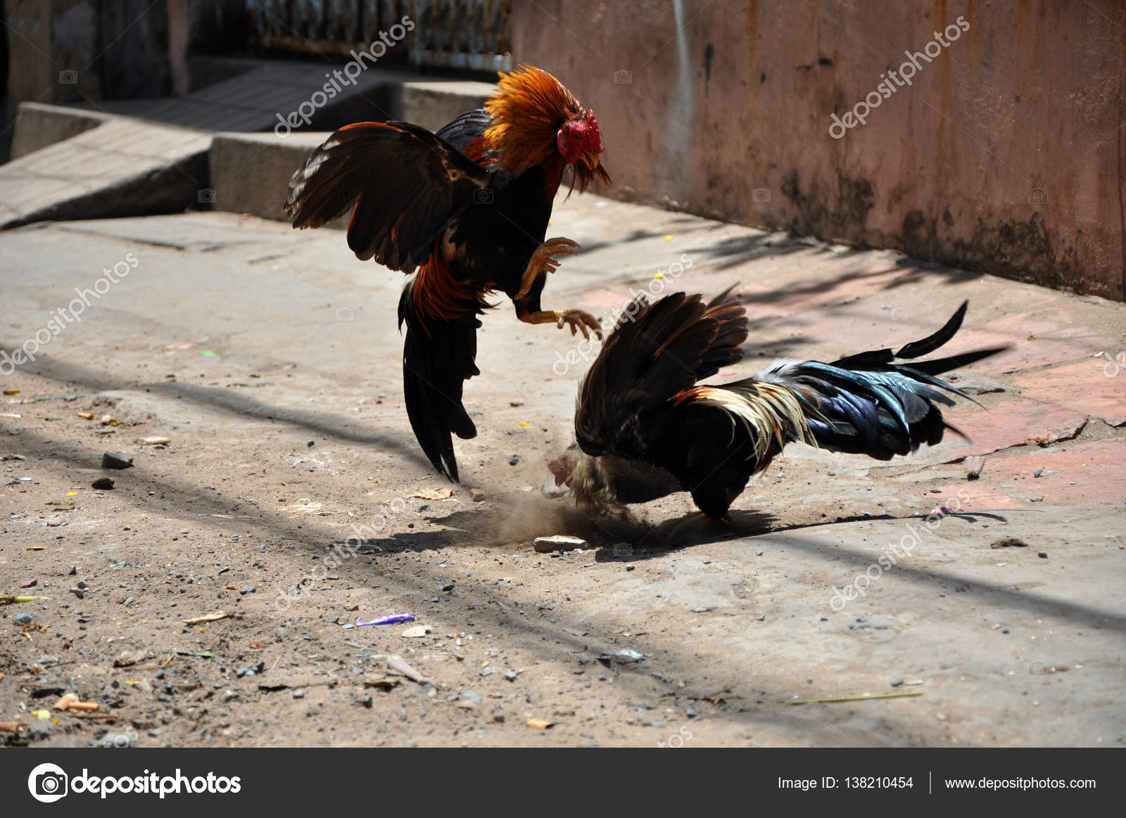 Illeagle cock fighting — photo 7