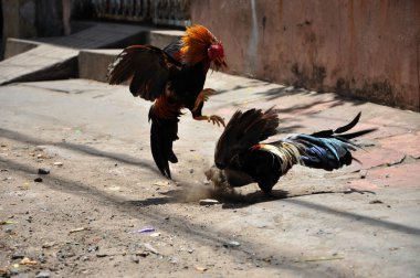 Cock fighting in Vietnam clipart