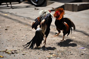 Vietnam'da savaşan horoz