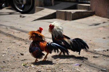 Cock fighting in Vietnam clipart