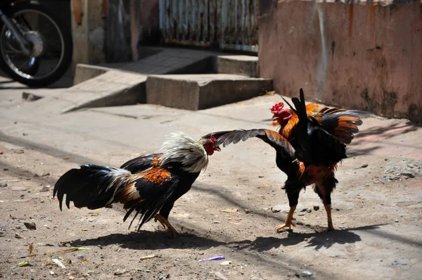 Hahnenkampf in Vietnam — Stockfoto