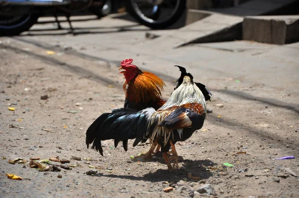 Cock fighting in Vietnam — Stock Photo, Image