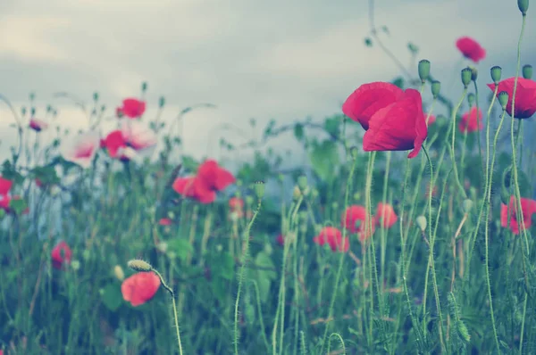 Beautiful red poppy flowers in the meadow — Stock Photo, Image