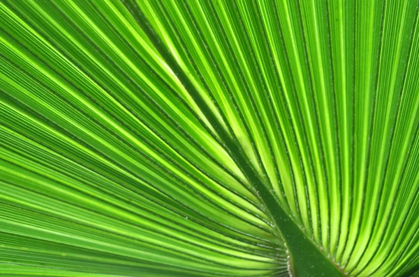 Візерунок зеленого пальмового листа крупним планом — стокове фото