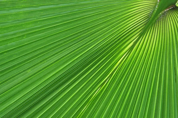 Zelené palmy stromu list maker — Stock fotografie