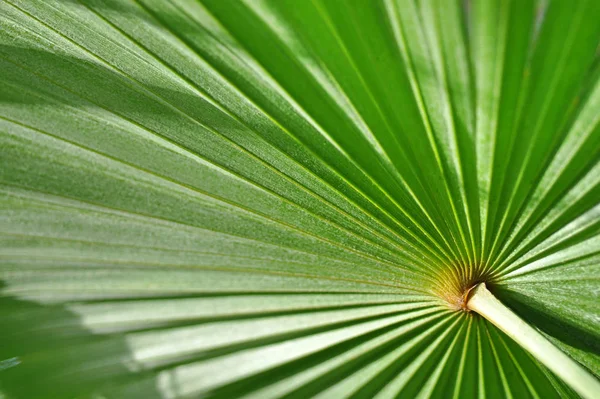 Folha de palma verde close-up fundo — Fotografia de Stock