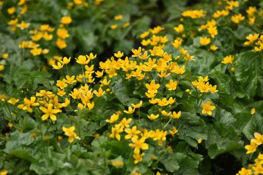 Sarı çiçekler ilkbaharda