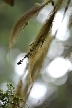 Usnea barbata, yaşlı adamın sakalı. Mantar ile sembiyoz yaşam 