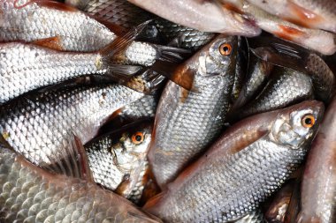 Taze balıklar ile arka plan