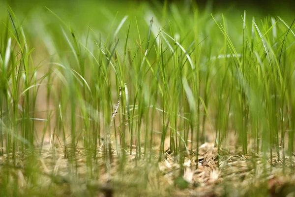 Primer plano de la nueva hierba verde — Foto de Stock